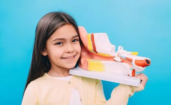 A Girl With A Model Of A Human Ear.